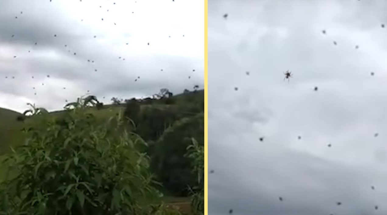 A video footage of spiders falling from the sky. We are lucky they got this on camera