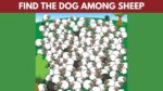 Brain Teaser IQ Test: Find the Dog Among the Herd of Sheep in 5 Seconds!