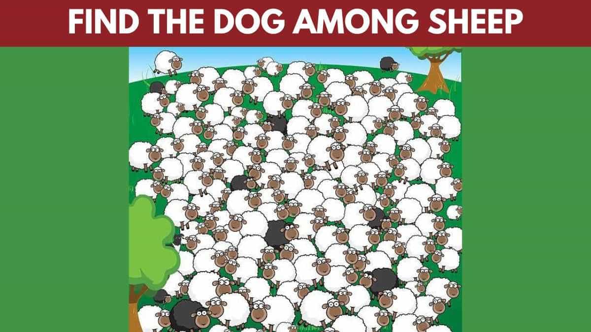 Brain Teaser IQ Test: Find the Dog Among the Herd of Sheep in 5 Seconds!