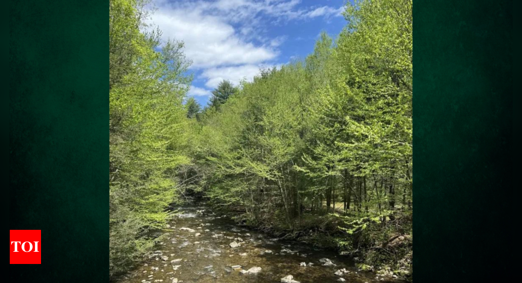 Brain Teaser: Only a sharp mind can spot the eagle hidden in these trees |