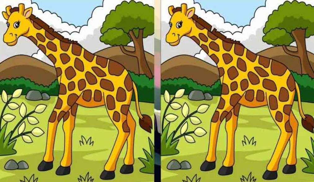 If you can distinguish the differences between these adorable giraffes in less than 20 seconds, you have strong sight!