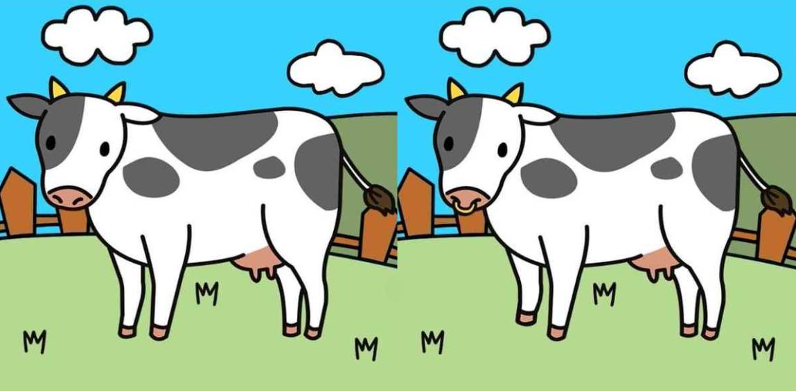 In 15 seconds, identify 5 differences between the cow images. Yes, they are not totally identical!