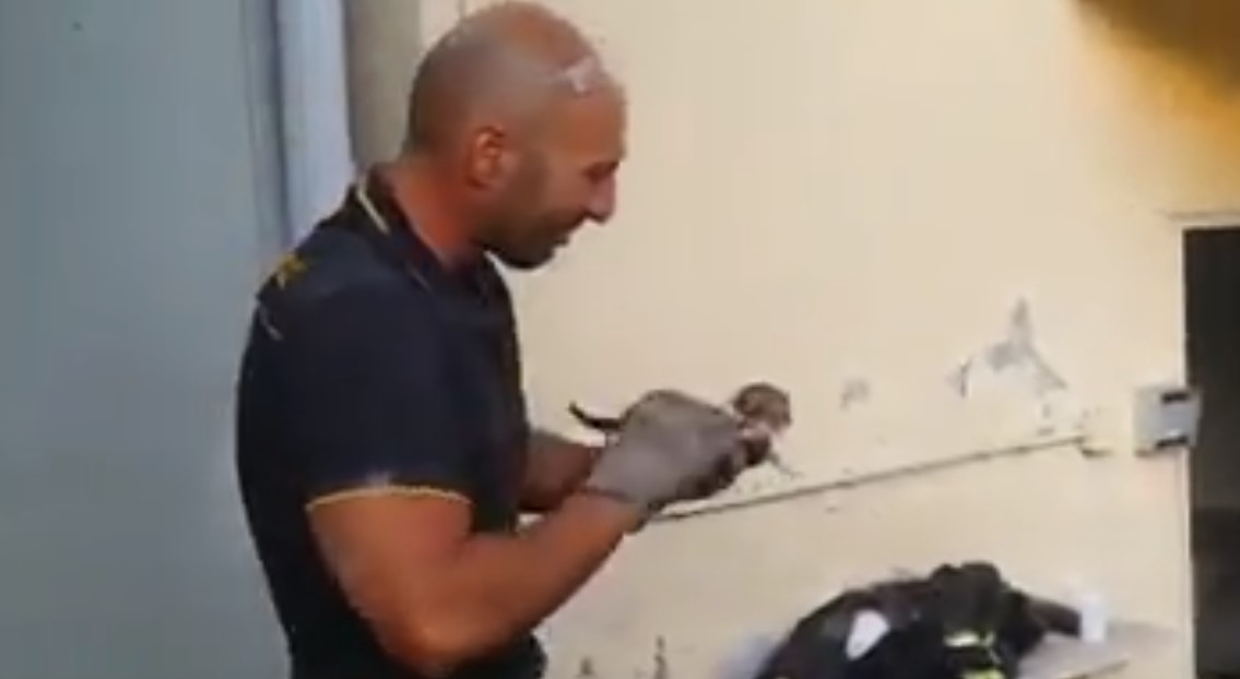 Italian firefighter could not contain his emotions when he saved a kitten