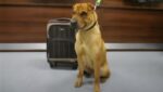 Man found a dog in a station nect to a suitcase. Here is the dog’s story and how he ended up there