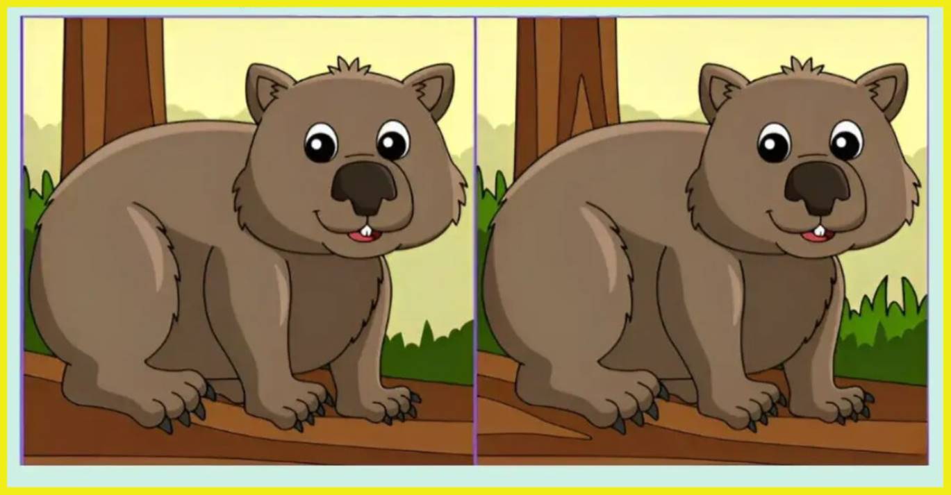 Observation check: find 3 differences between the drawings. Try to do it within the given time!