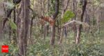 Optical Illusion: Can you spot a tiger in this dense jungle in under 5 seconds?