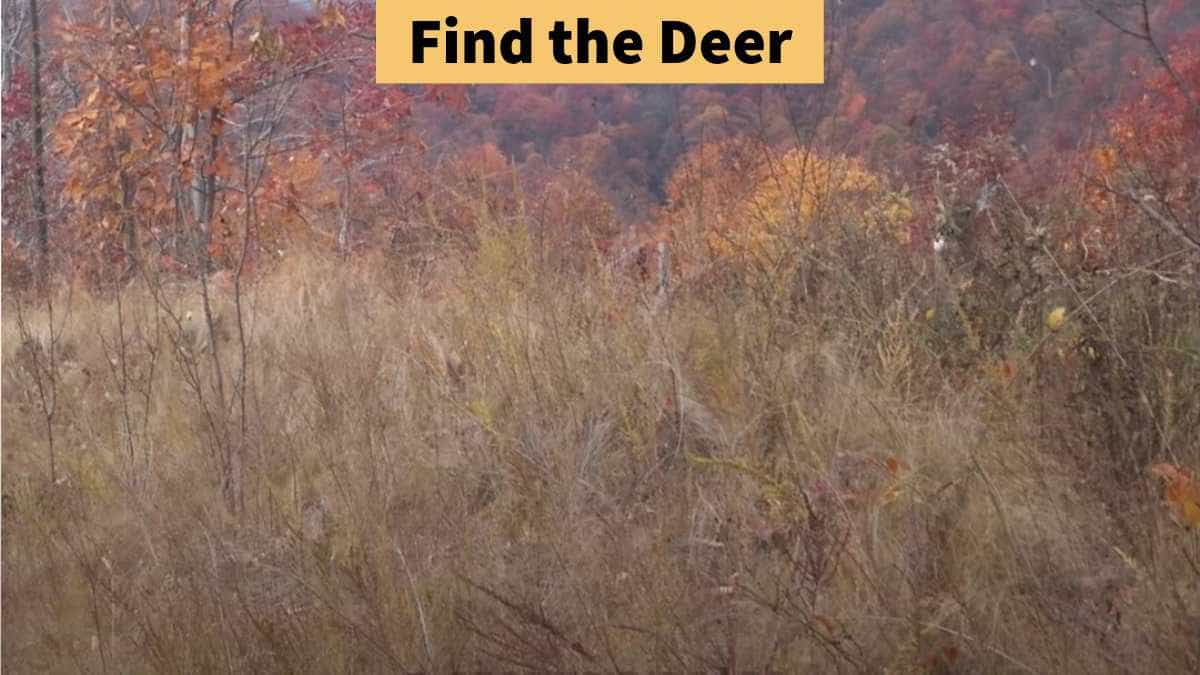 Optical Illusion - Find the deer in the forest in 7 seconds!