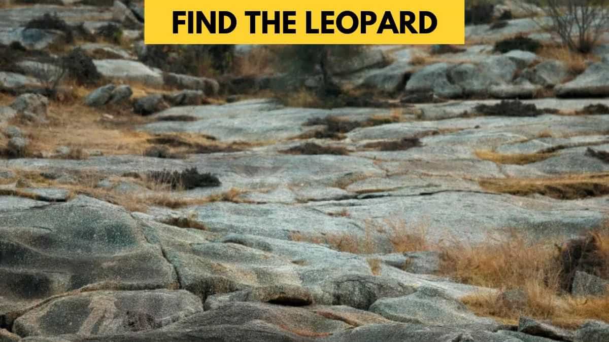 Optical Illusion IQ Test: Only 1% with hunter's eyes can find the hidden leopard in 5 seconds!