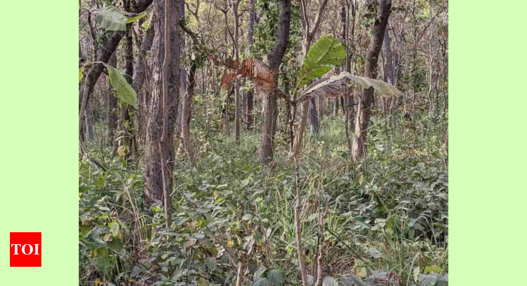 Optical Illusion: Only 1% sharp observers can find the hidden Tiger in this jungle safari picture