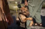 Rescued dog from Kherson hugs his rescuer