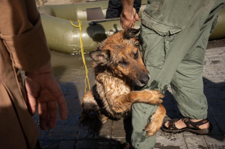 Rescued dog from Kherson hugs his rescuer