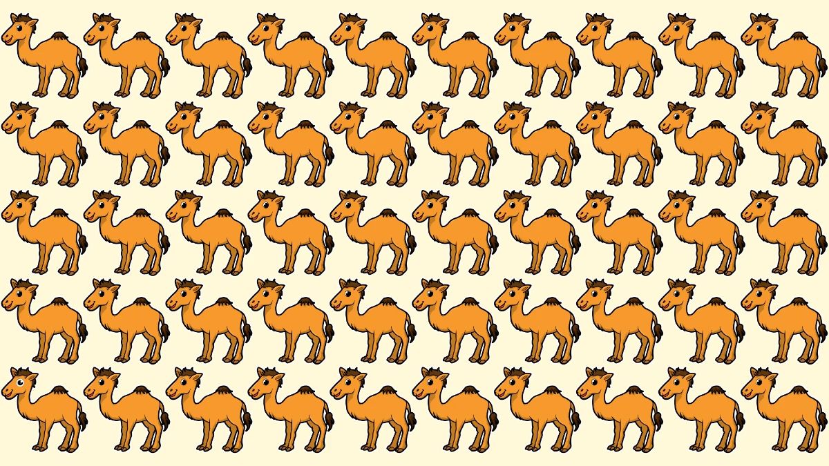 Seek and Find Puzzle: Can you Find the Odd Camel in 6 Secs