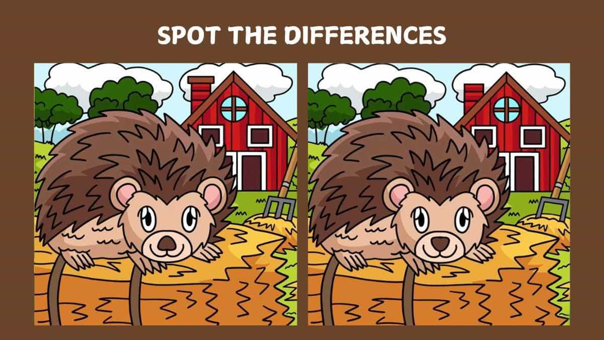 Spot 4 differences between the hedgehog pictures in just 25 seconds!