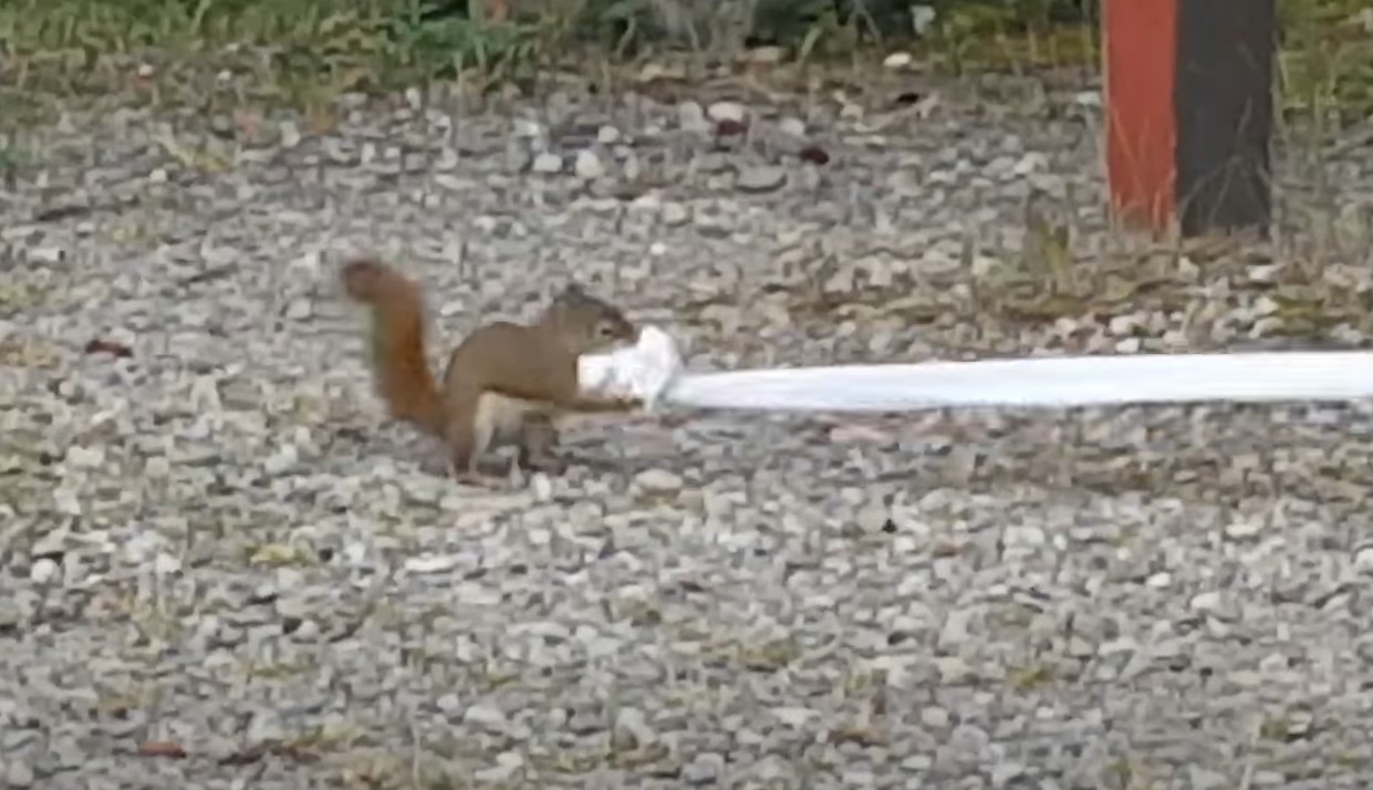 Squirrel trying to steal the toilet paper. He will help you if you are having a bad day