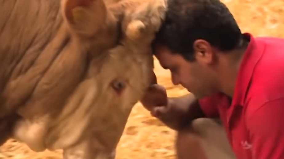 The bull that lived in chains his whole life celebrates his freedom. You should watch this heartwarming video