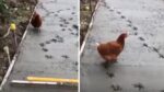 The chicken ruined the hours of work of the road workers. Funny and upsetting at the same time