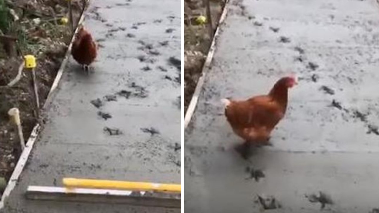 The chicken ruined the hours of work of the road workers. Funny and upsetting at the same time