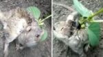 The farmer found a rat and saw that a soy bean sprout was growing out of its back. Here is what happened next