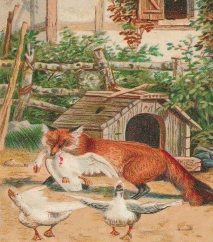 The fox has taken to preying on the geese, and yet she’s not afraid of the master’s dog. Where is the dog in the picture?