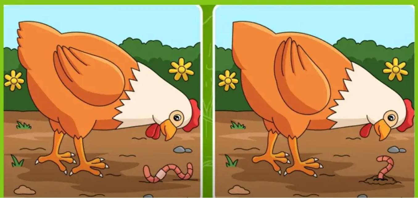 The images of the chicken have five differences. Concentrate and try to find them within just 10 seconds