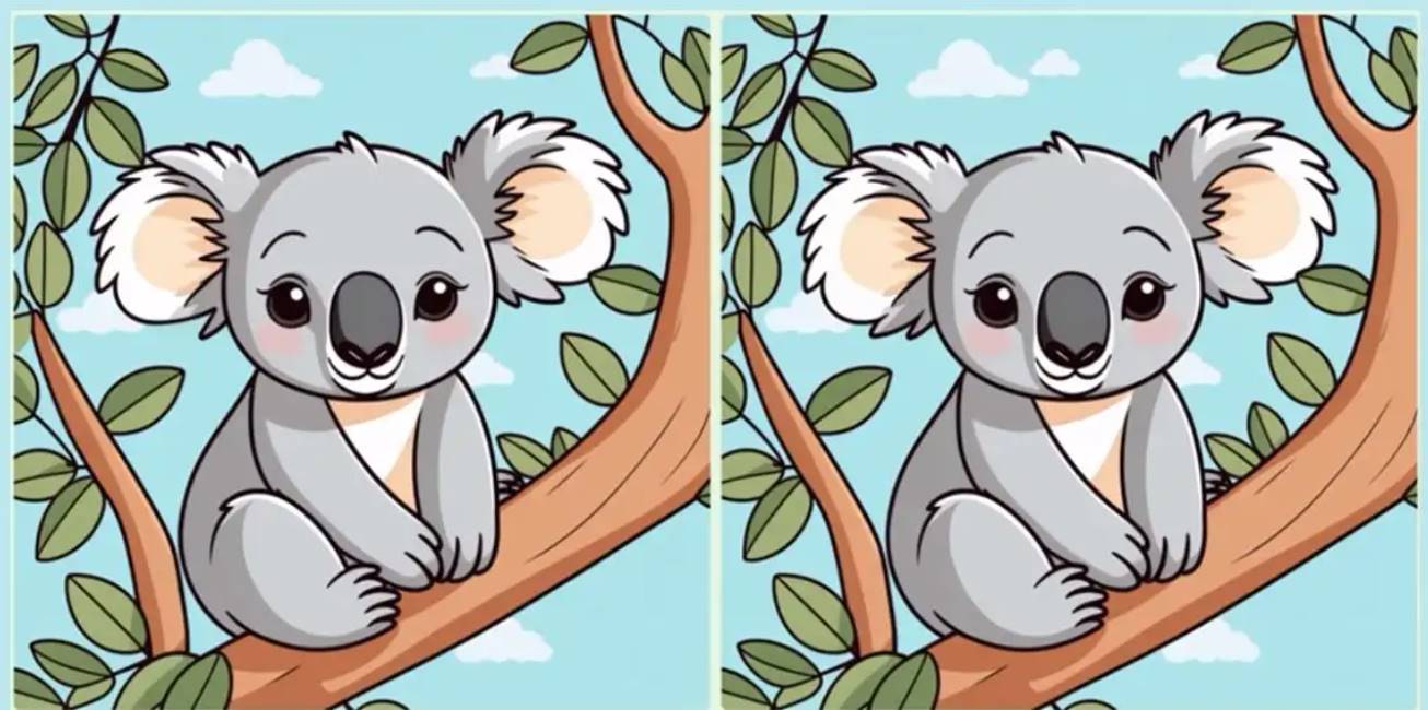 The two koala images are actually not identical and have three differences. Can you fin all of them?