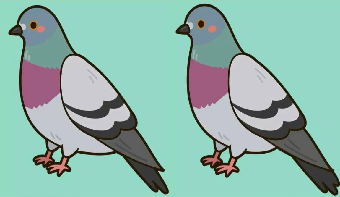 These two cute pigeons are not identical. They hide three differences between each other. Find them!