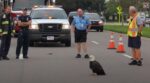 This eagle was stuck in the middle of the road. Here is what happened to him and why he refused to move