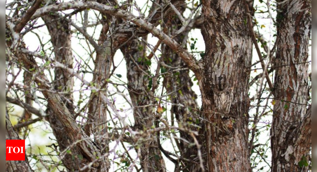 0ptical Illusion: Only the sharpest minds can spot the owl in this chaotic forest |