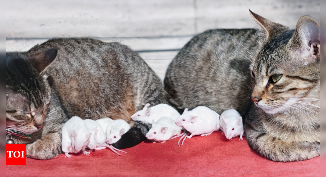 Brain Teaser: How many cats are required to catch these mice? Even the sharpest minds fail to answer correctly |