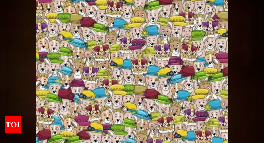 Brain Teaser: Visual challenge: Can you spot the Queen among the cute dogs here? |