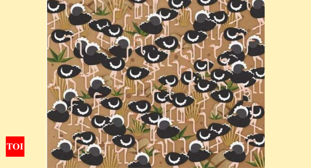 Can You Find the Umbrella Among Ostriches? Test Your Visual Skills! |