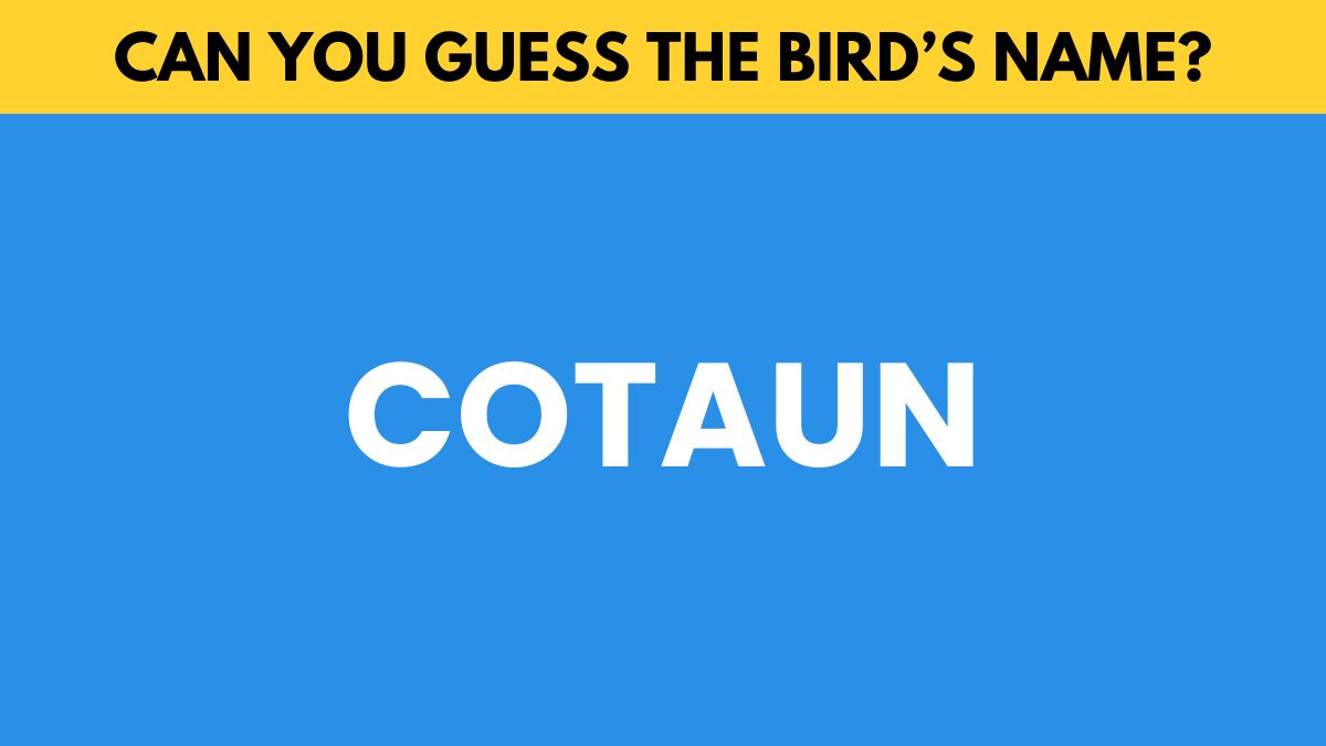 IQ Test: Guess the bird's name in 5 seconds!