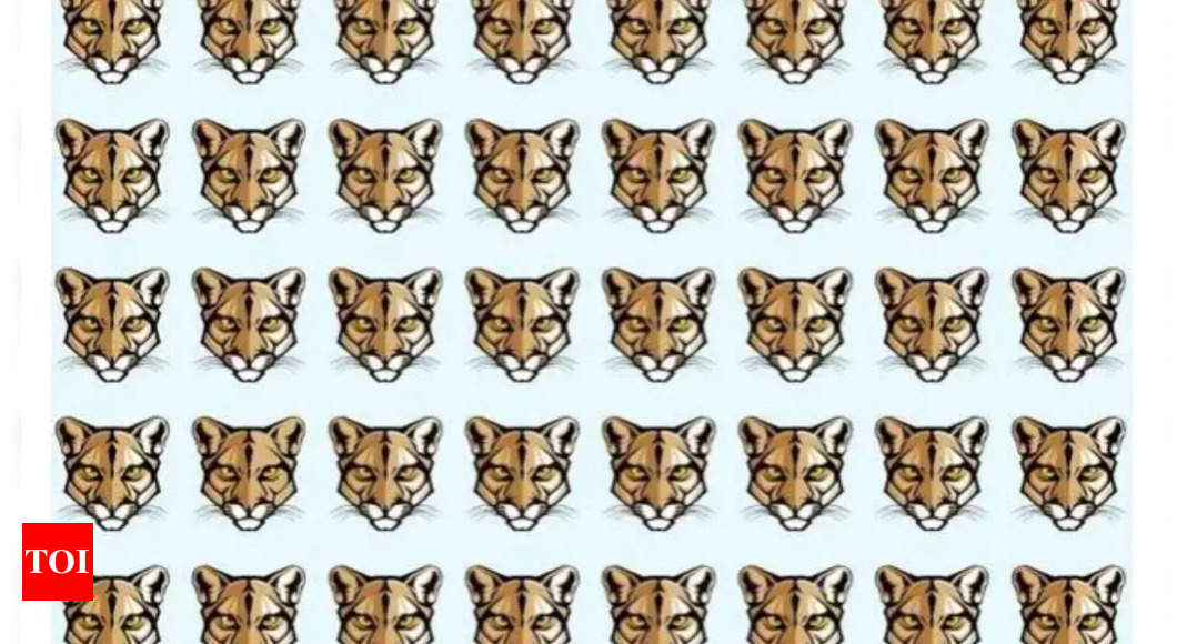 Optical Illusion: Can you spot the odd one out in this picture of cougars? |