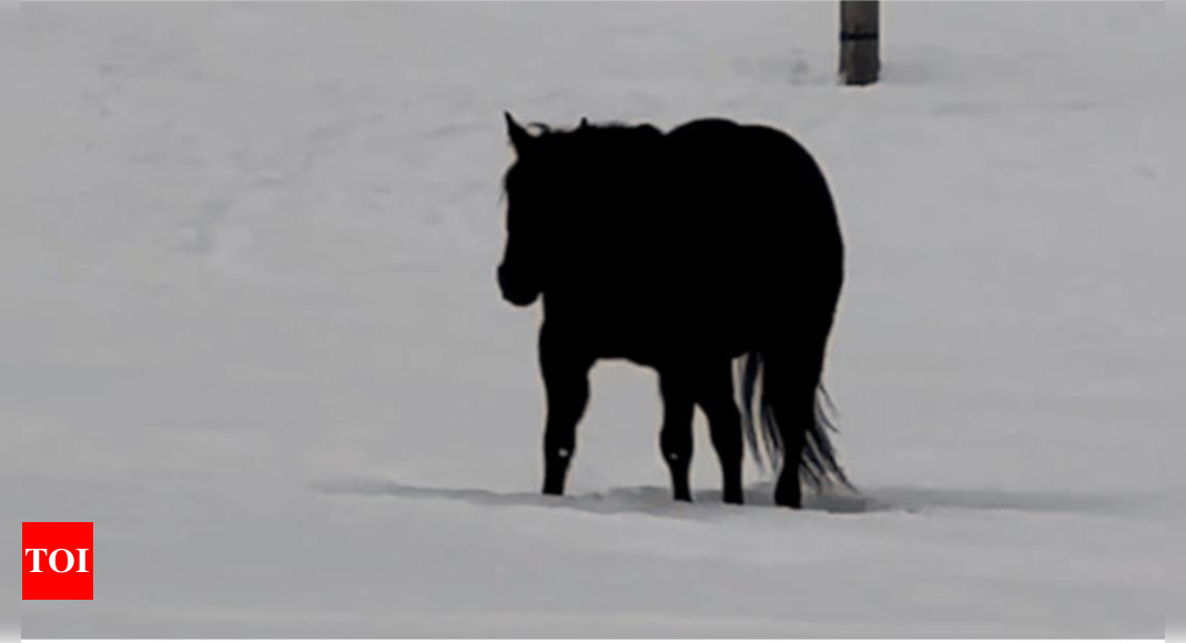 Optical Illusion: Is this horse coming or going? Can you reveal under 6 seconds |