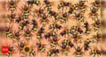 Optical Illusion: Only 1 percent of viewers can spot a sunflower among these bees |