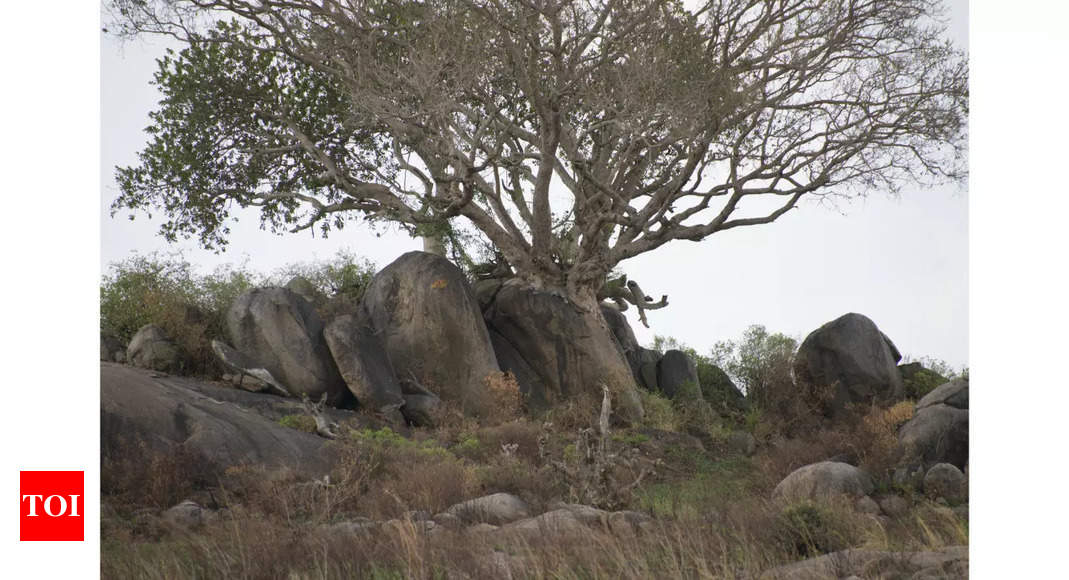 Optical Illusion: You have excellent vision if you can spot the camouflaged leopard in 30 seconds |