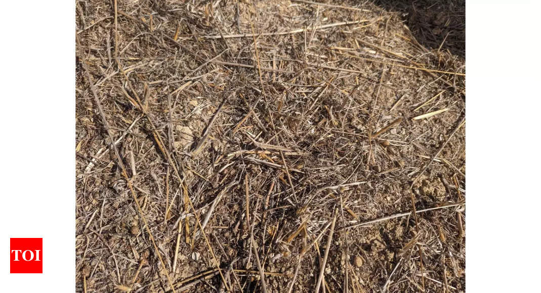 Optical Illusion: You have hawk eyes if you can spot the stick in the grass |