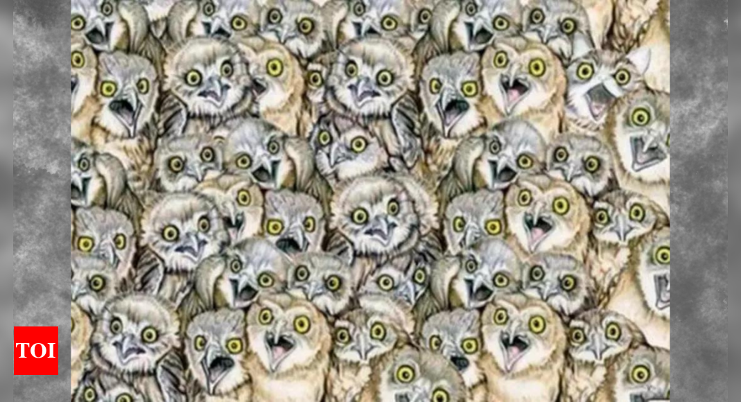 Optical illusion: Can you spot the fake owl in under 6 seconds?