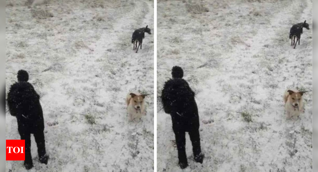 Optical illusion: Only 1% geniuses can spot the third dog within 10 seconds |