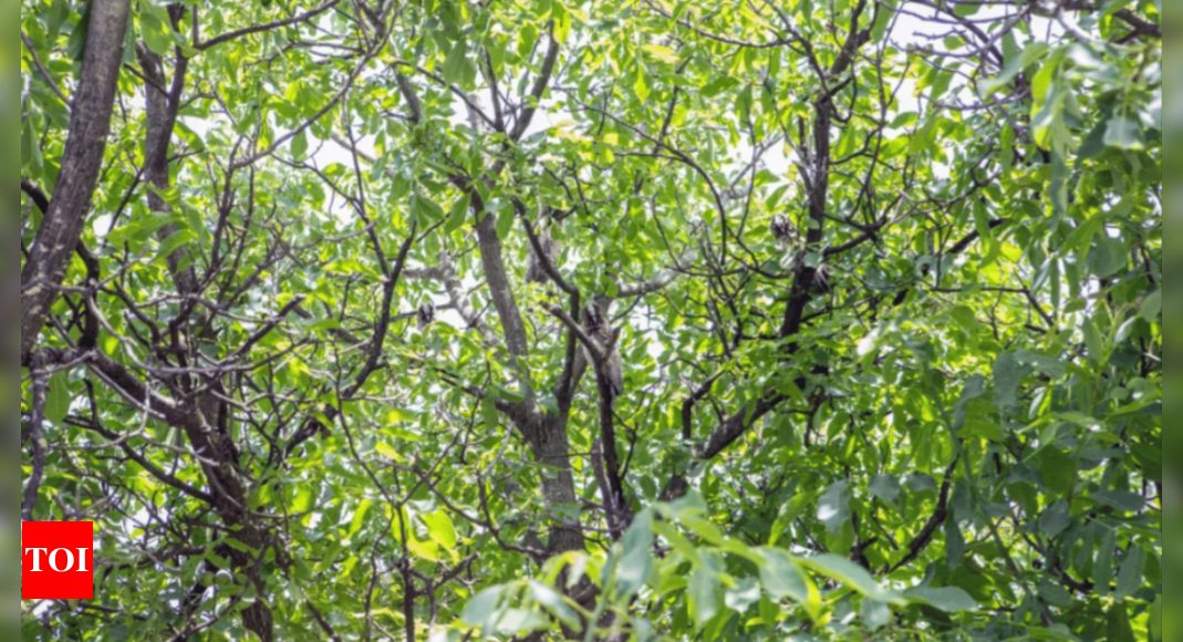 Optical illusion: Only people with sharp eyes can spot owls in this tree