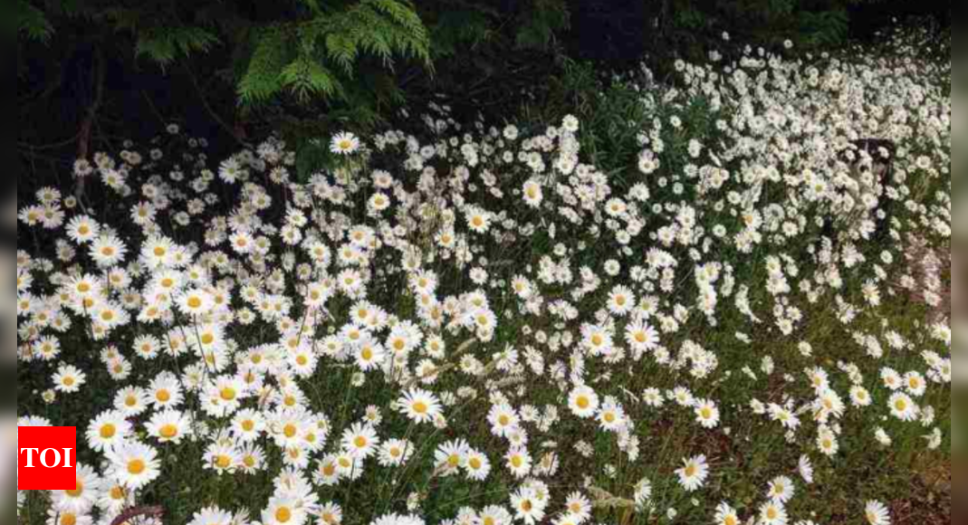 Optical illusion: Only super vision can help you spot the dog among the daisy flowers