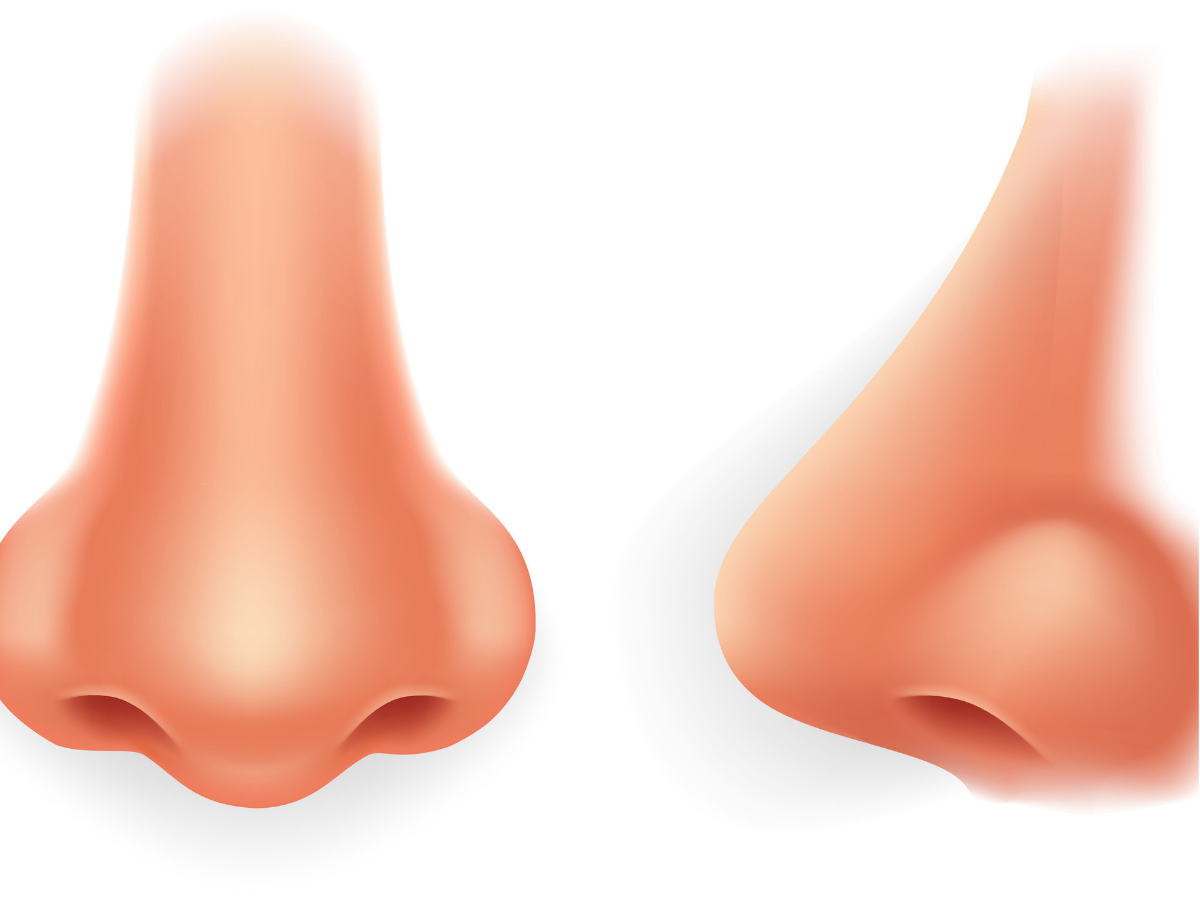 Shape of the nose can reveal a lot about an individual