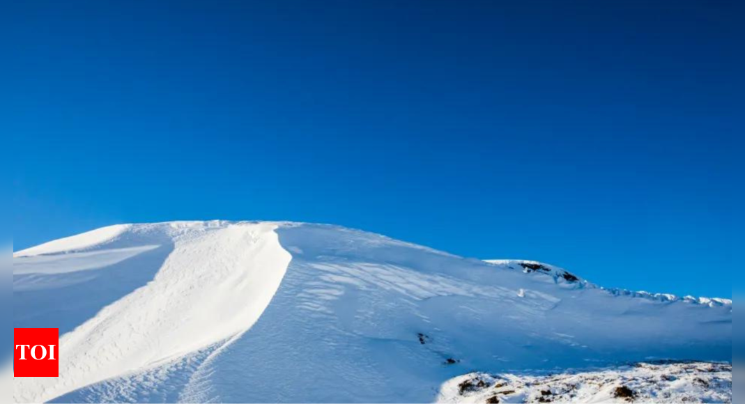 Spotting Hidden Birds in A Winter Optical Illusion |