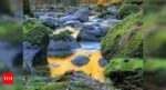 Can you find the Hippo in this river in 10 seconds?