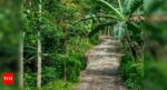 Only people with sharp eyes can spot the parrot in this green forest