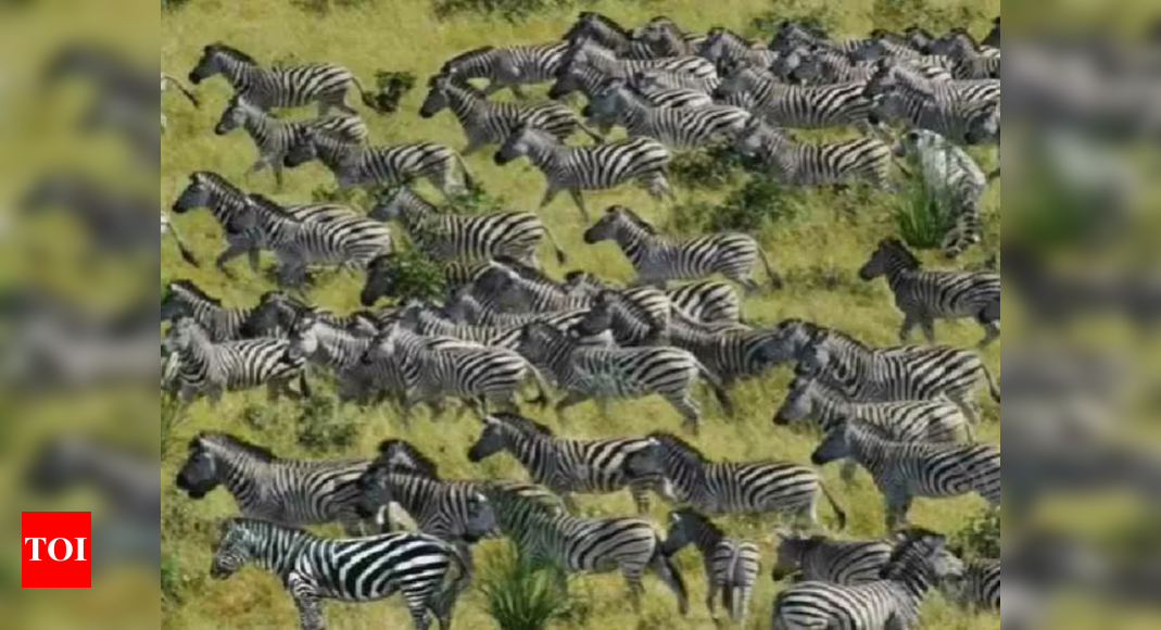 Optical Illusion: Can you spot the tiger in this herd of zebras within 10 seconds? |