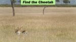 Optical Illusion: Find the cheetah among the gazelles in 11 seconds!