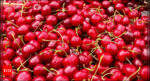 Optical Illusion: Find the hidden Tomato among these cherries - Times of India |