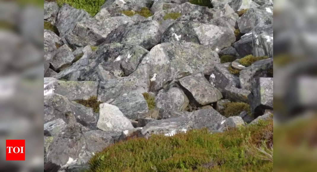 Optical Illusion: Spot the bird in 7 seconds! |