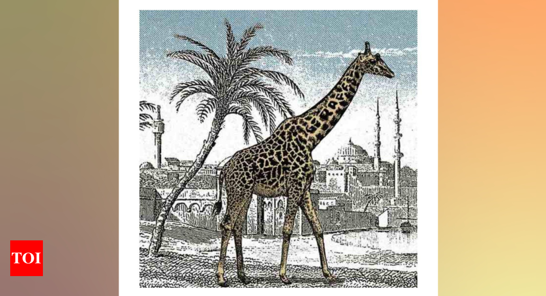 Optical Illusion: Spot the second giraffe in this vintage picture